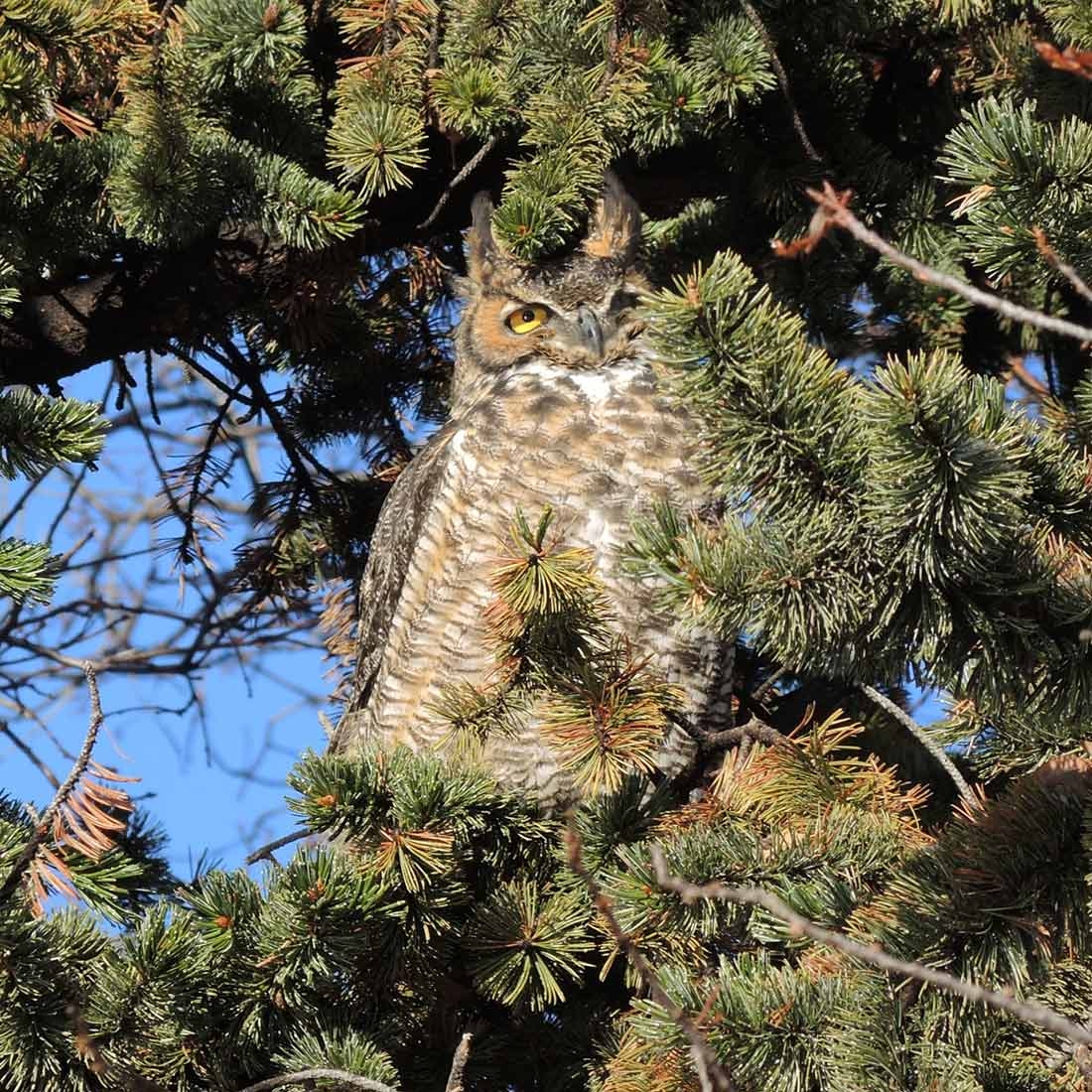 Great horned owl in Gates Montane Garden in 2019. Photo by Cindy Newlander. Great horned owl in Gates Montane Garden in 2019. Photo by Cindy Newlander.