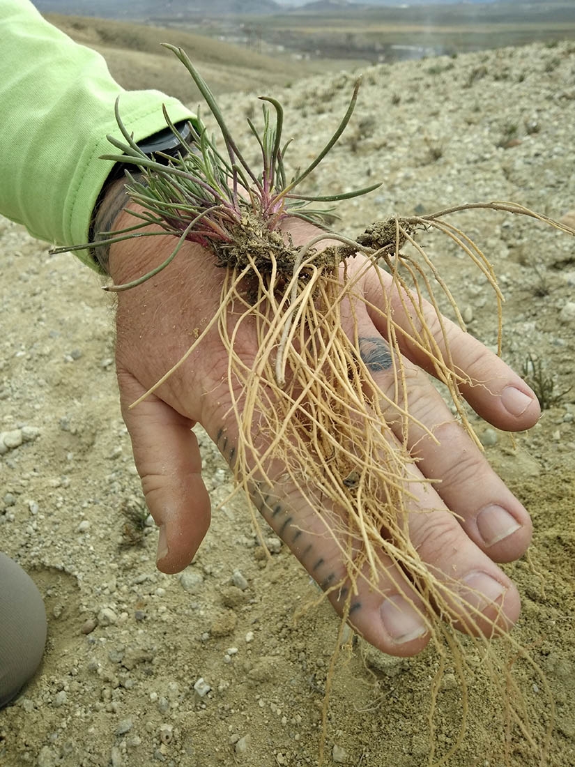 Penstemon with roots exposed on hand of horticulturist