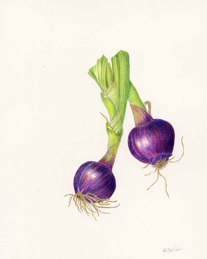 Nancy Carlisle, “Allium cepa,” colored pencil, 2023.