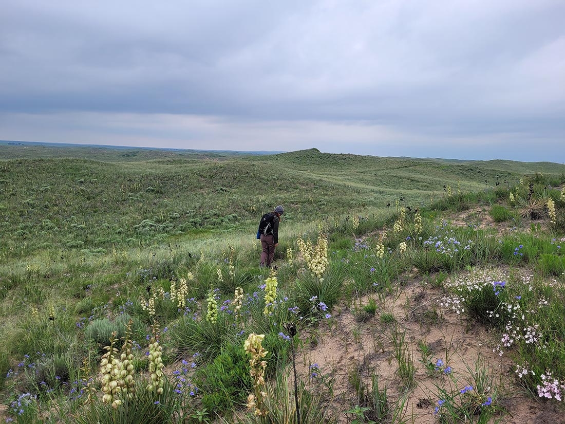 Person in field of wildflowers with green rolling hills