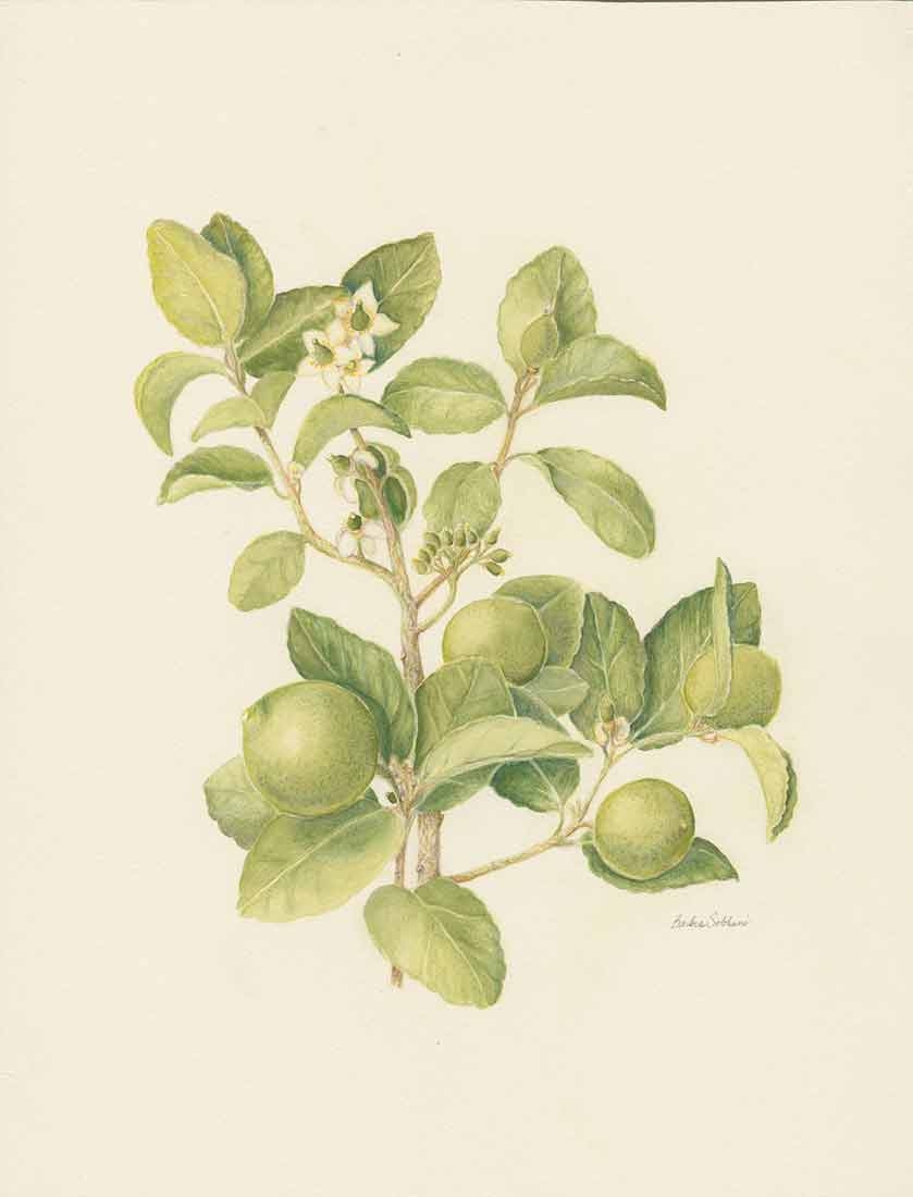 Barbra Sobhani, “Citrus x aurantiifolia,” vintage key lime), mixed media, 2021.