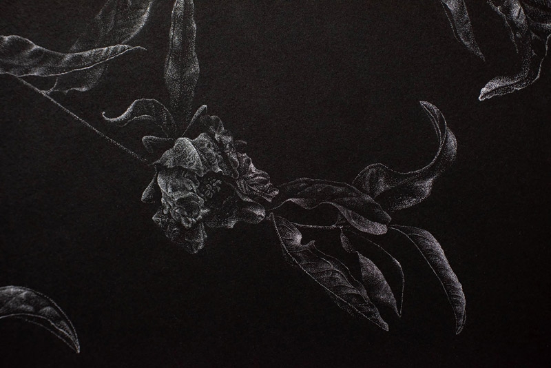 Catherine Owens, "Pomegranate" (detail), ink, 2022.