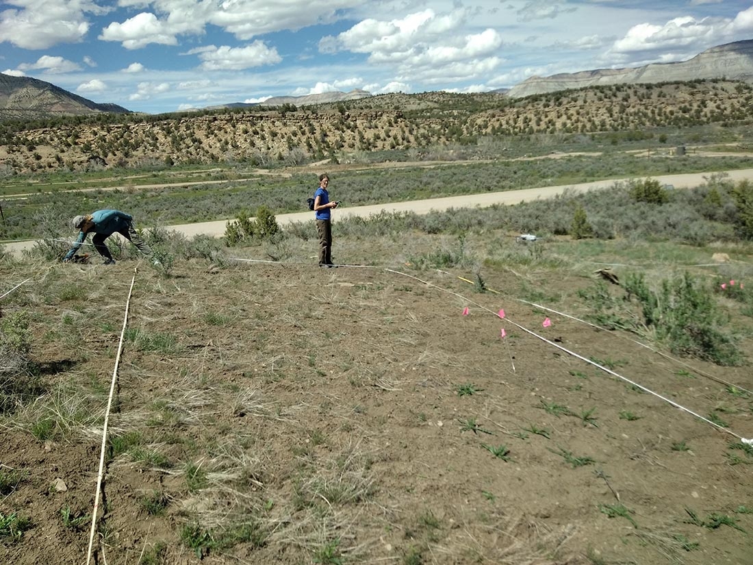 Staff flying a drone along one transect