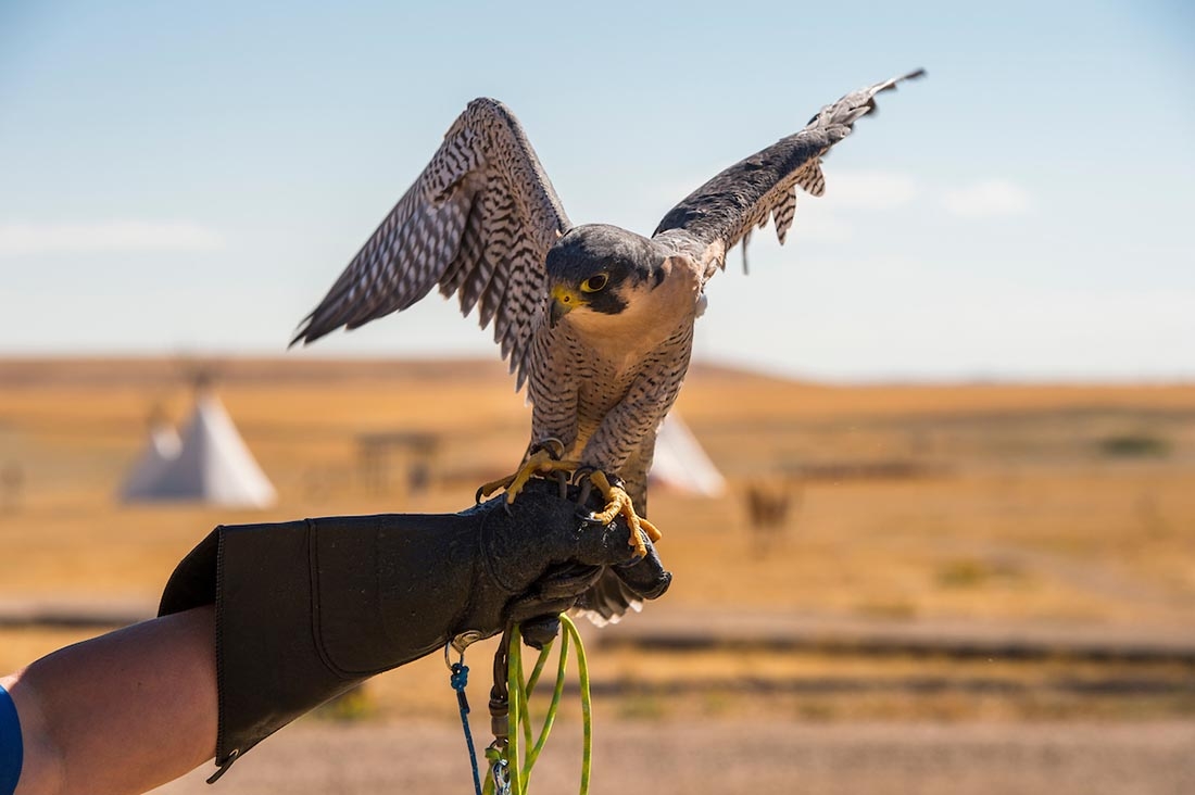 Hawk