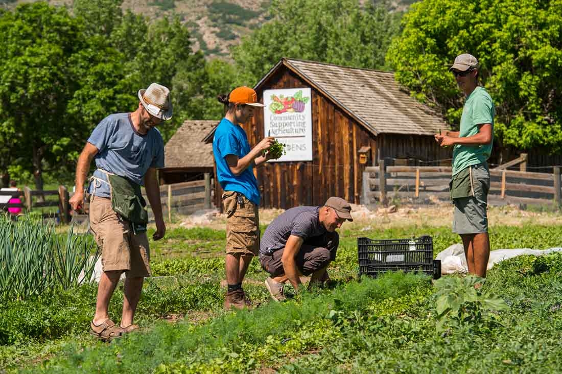 Four people working outside at Chatfield Farms CSA