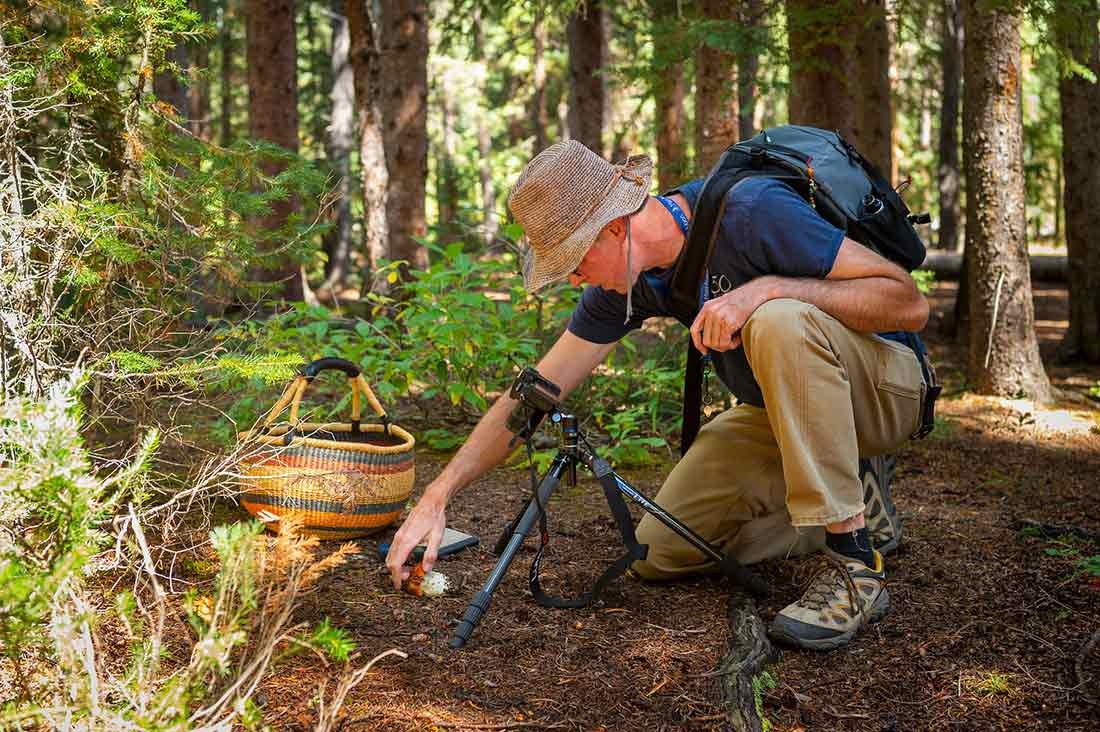 Person kneeling and looking for mushrooms while on a mycology foray.