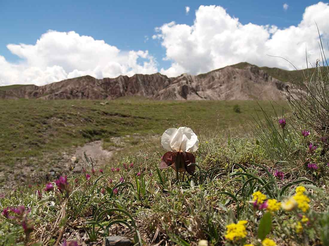 Iris Iberica in habitat e anatolia Iris Iberica in habitat e anatolia