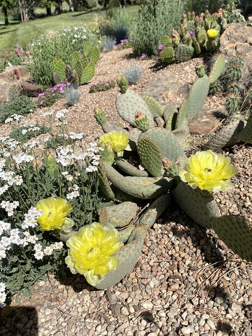 Opuntia basilaris