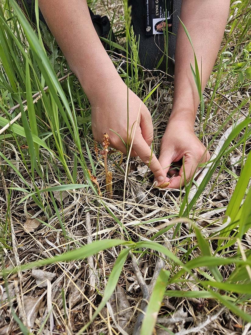 Photo of hands pointing to coralroot orchid