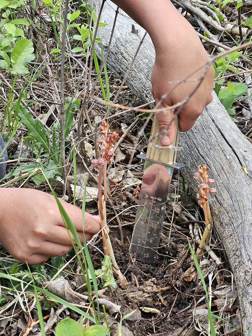 Using a hori hori tool to extract a stem