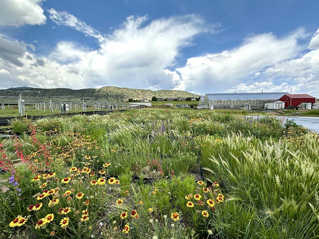 Experimental seed mix landscape on a farm