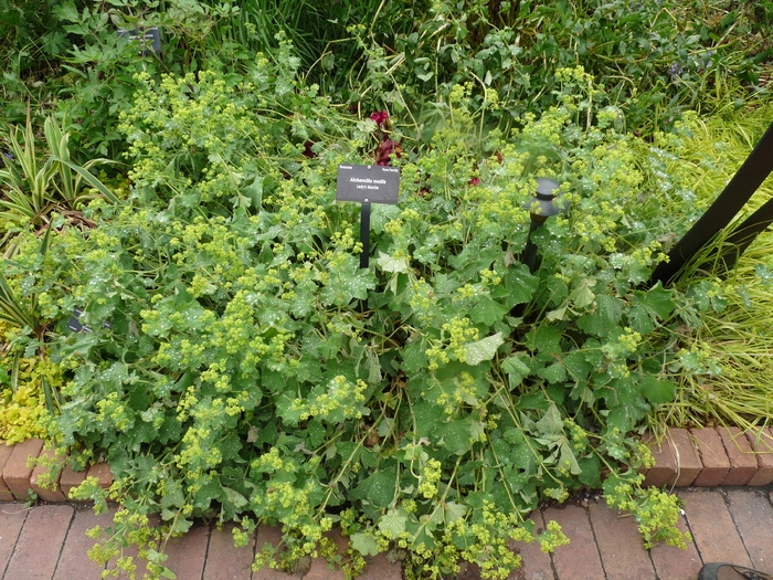 lady's mantle, Alchemilla vulgaris
