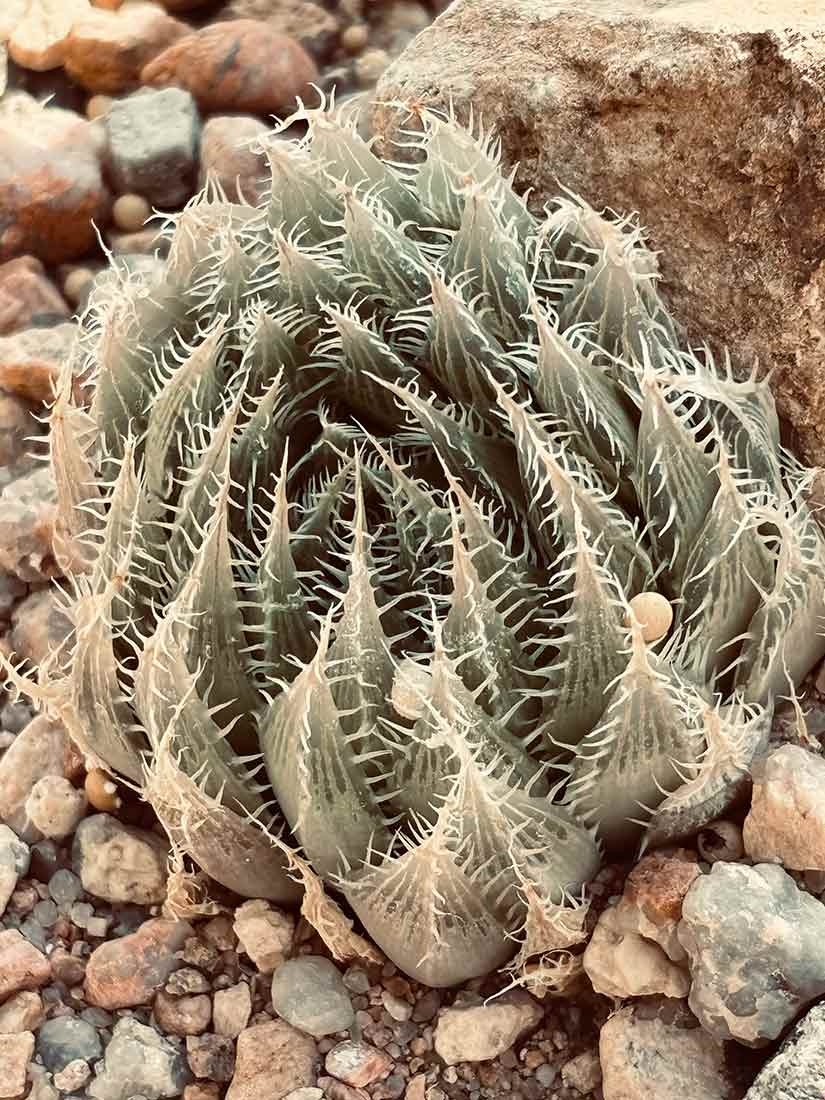 Haworthia arachnoidea var. setata - spiny light green plant