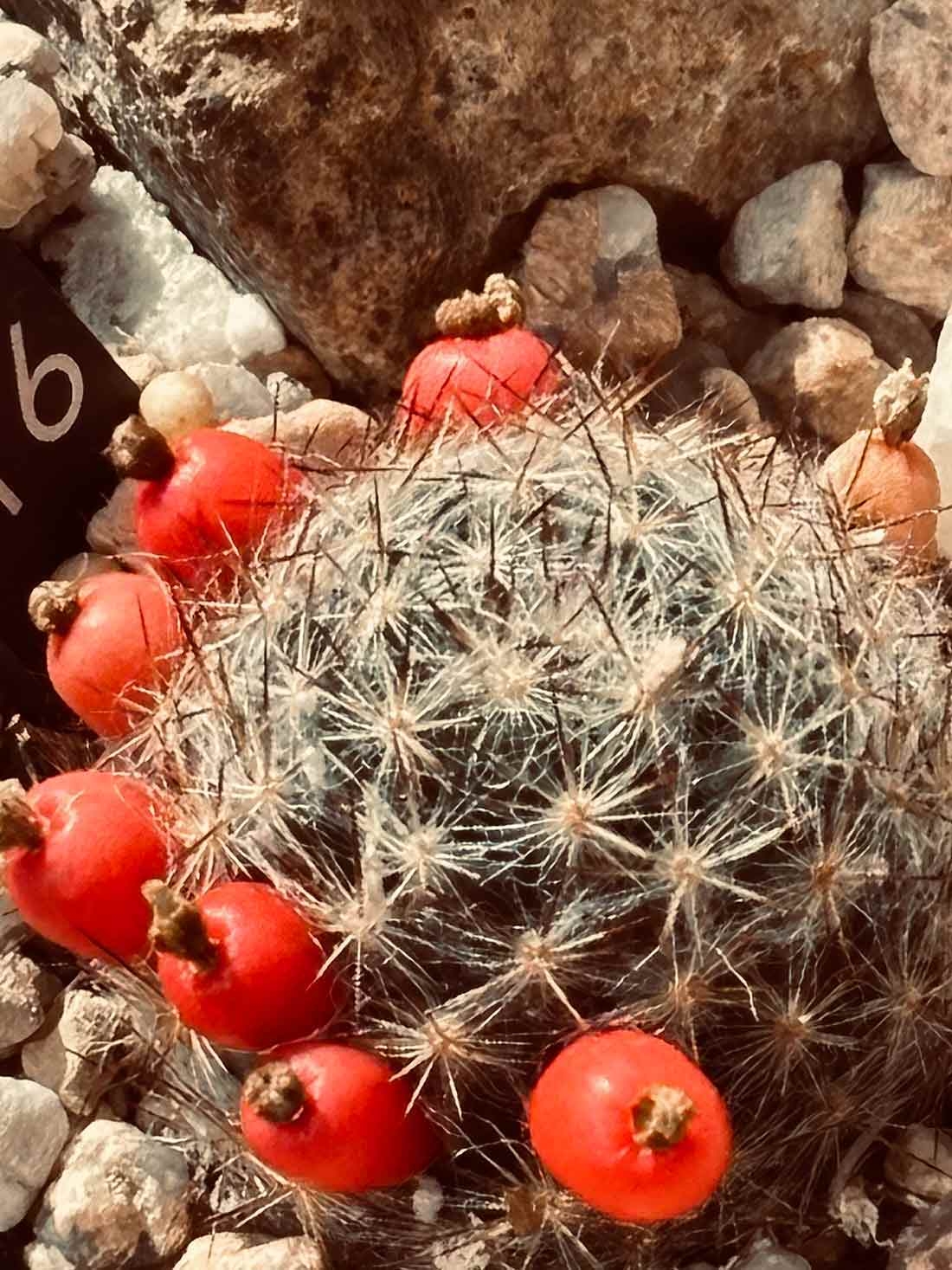 Small cactus with red funnel-shaped flowers