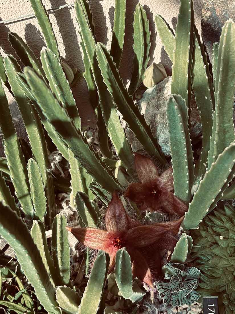 Stapelia schinzii var. angolensis has dark red to maroon flowers with hairs along the edges of the petals
