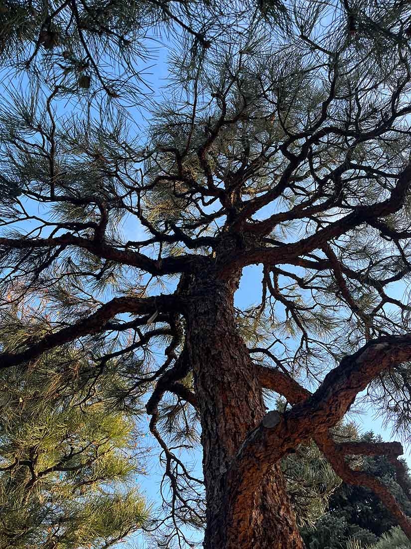 View of the structure of a Ponderosa Pine as seen from below.
