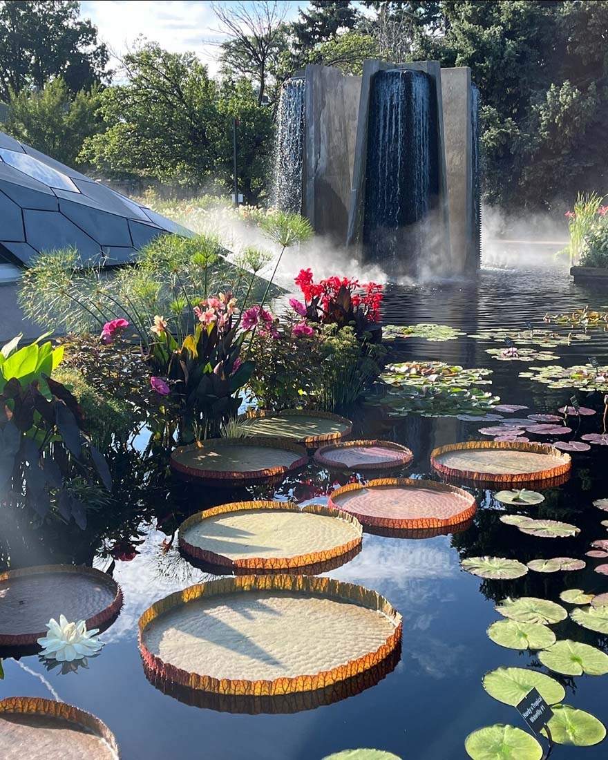 Victoria platters and other waterlilies