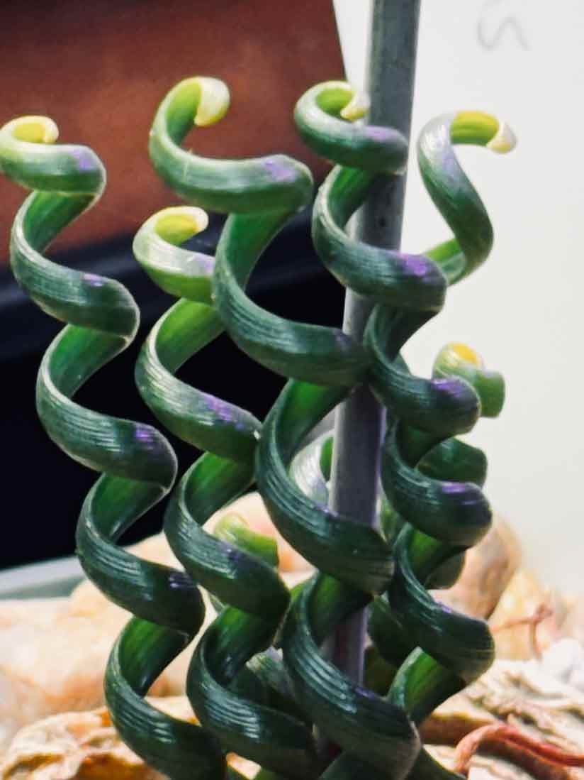 A green curly-leaf plant with yellow tips.