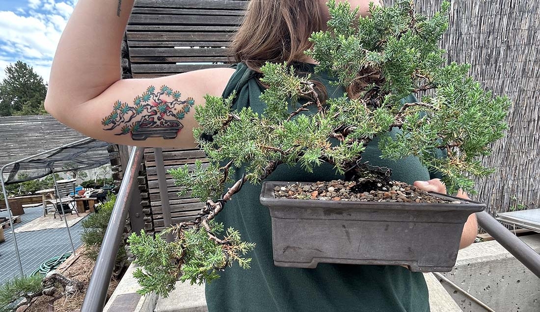 bicep with bonsai tattoo beside bonsai tree