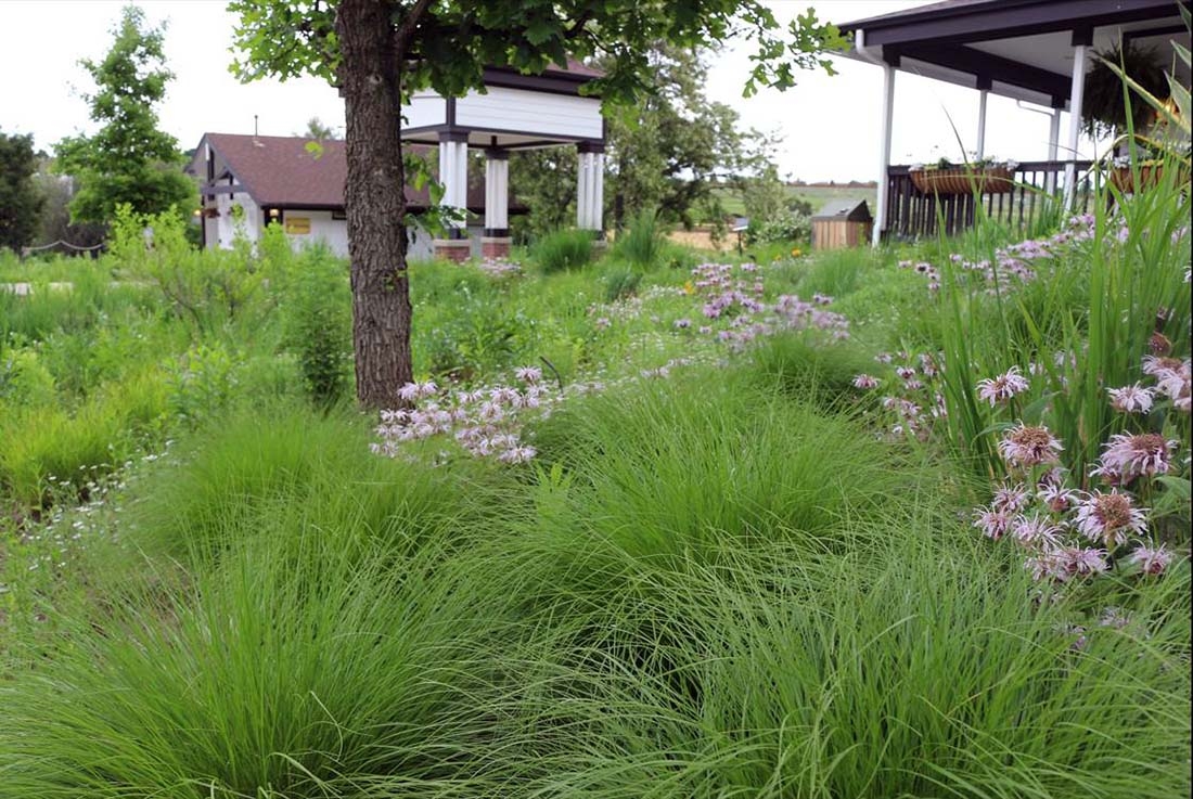 spring garden of native plants