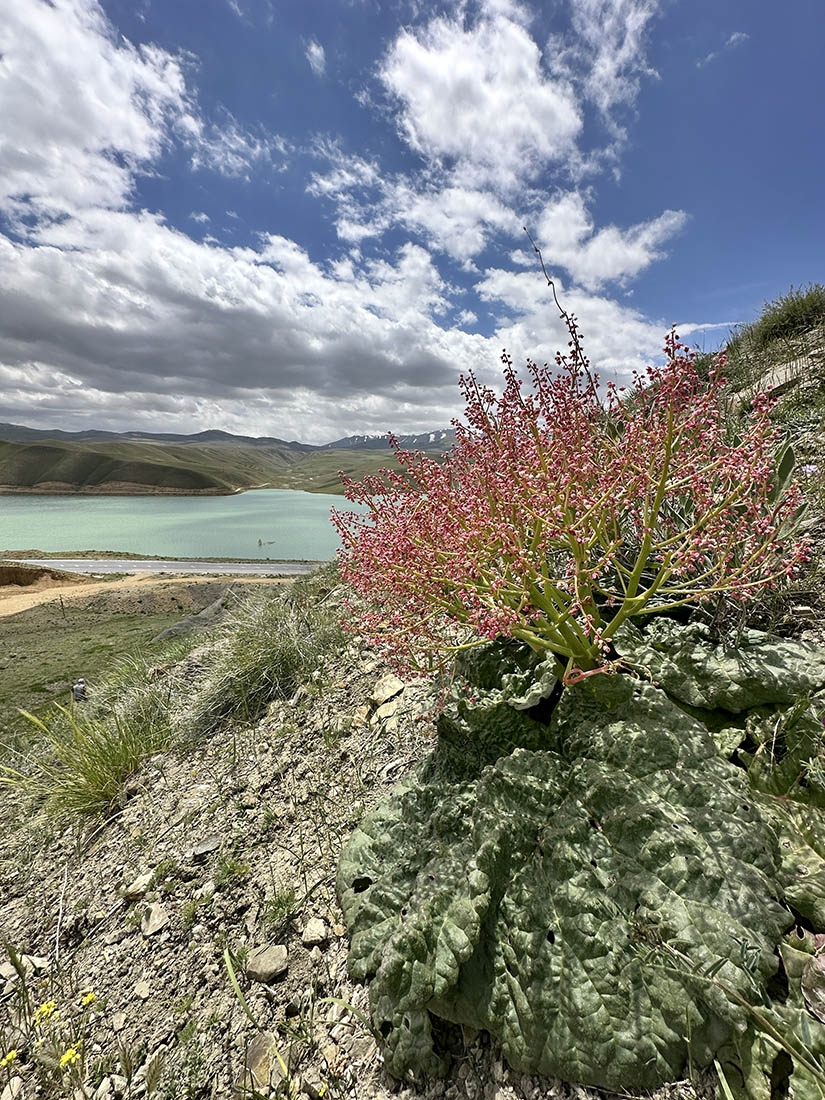 Wild plants in foreground with blue lake in background