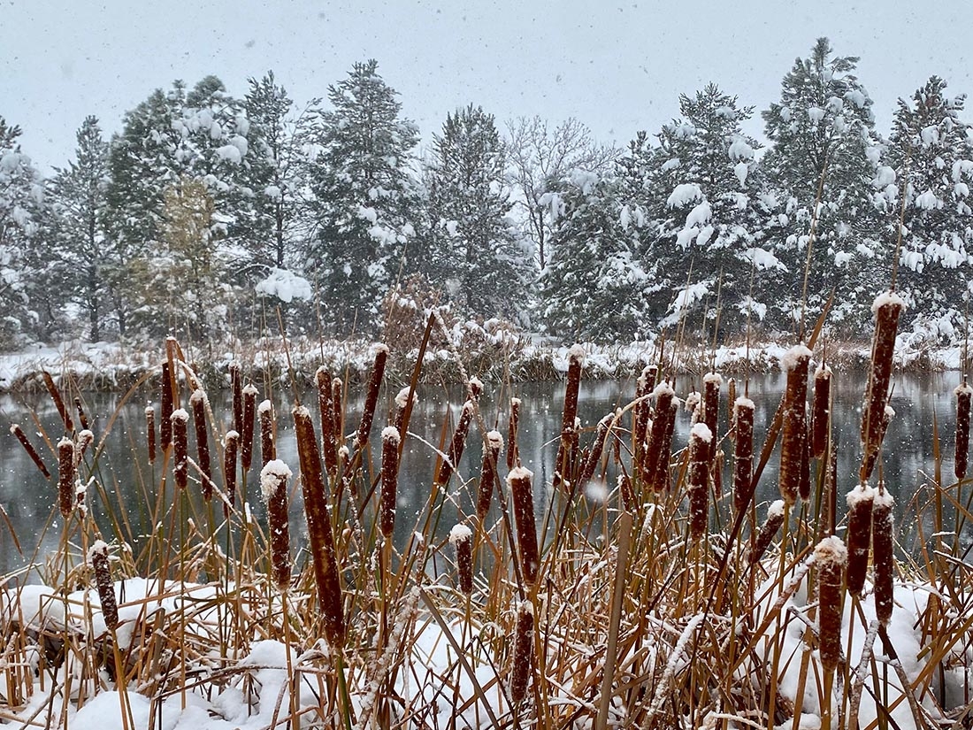 snow dusting cattails