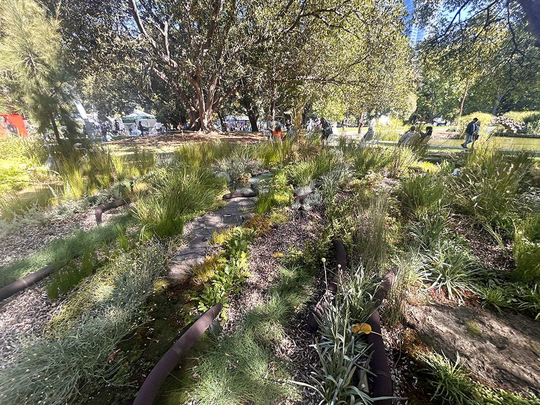 various native plants with people walking in background