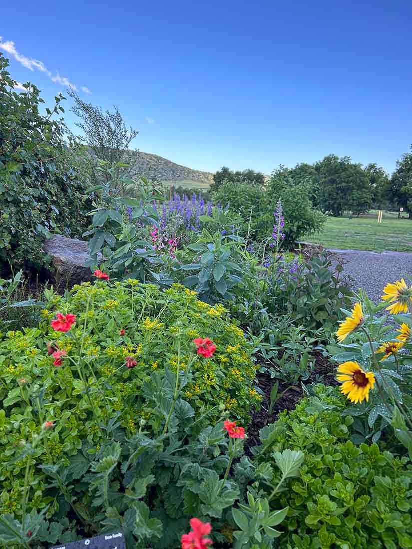 Geum ‘Mrs. J. Bradshaw’, Gaillardia aristata, Sedum selskianum ‘Spirit’