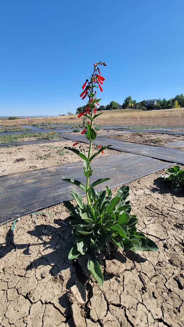 A penstemon with red flowers on parched earth