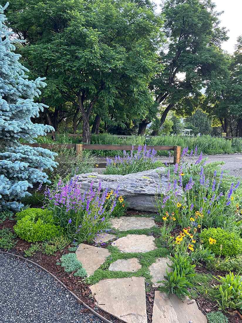 Penstemon strictus, Gaillardia aristata and creeping woolly thyme