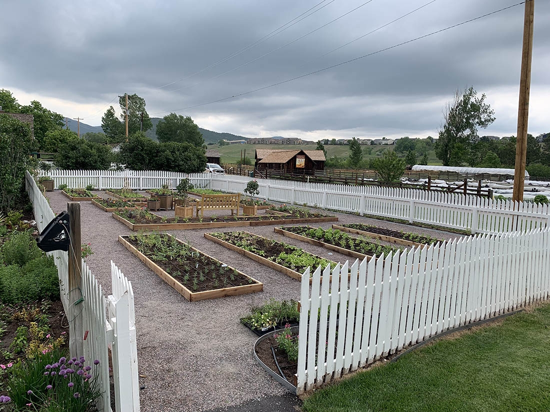 An herb garden in raised beds surrounded by white picket fence