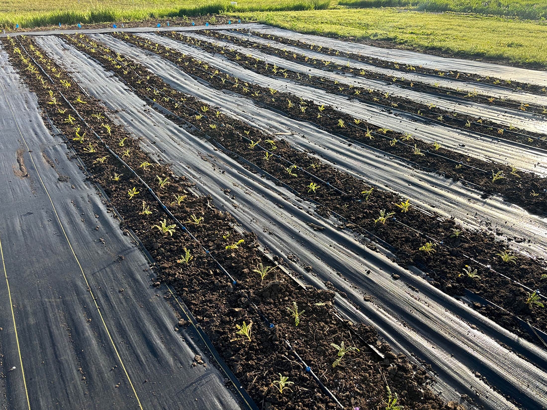 rows of plants divided by plastic