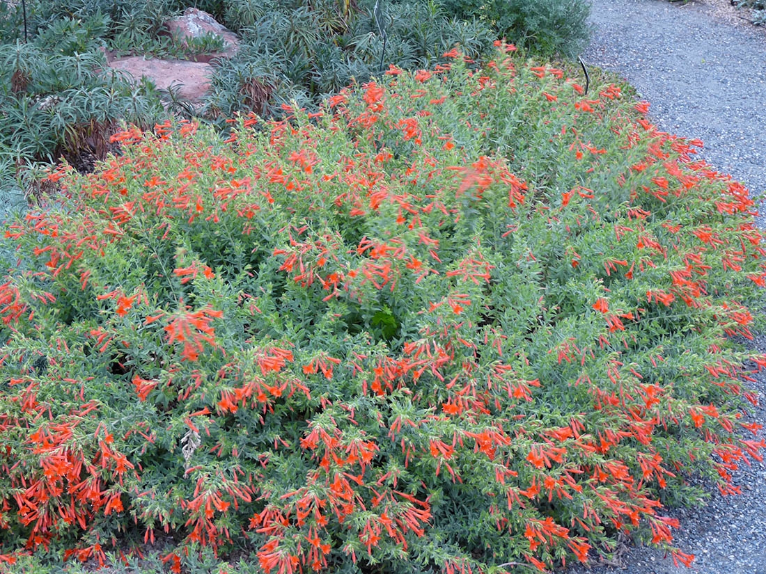Epilobium canum ssp. garrettii Orange Carpet