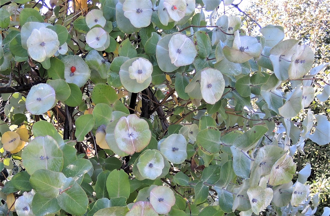 Lonicera reticulata Kintzley's Ghost