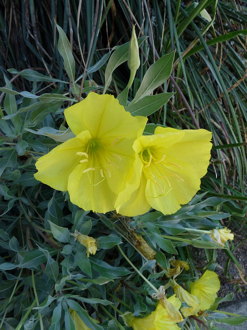 Oenothera macrocarpa ssp. incana Silver Blade