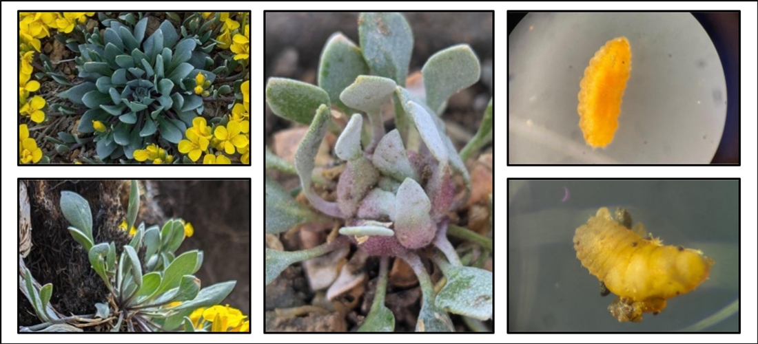 grid showing galls of Avery Peak Twinpod