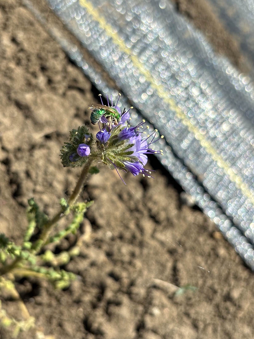 sweat bee on purple flower