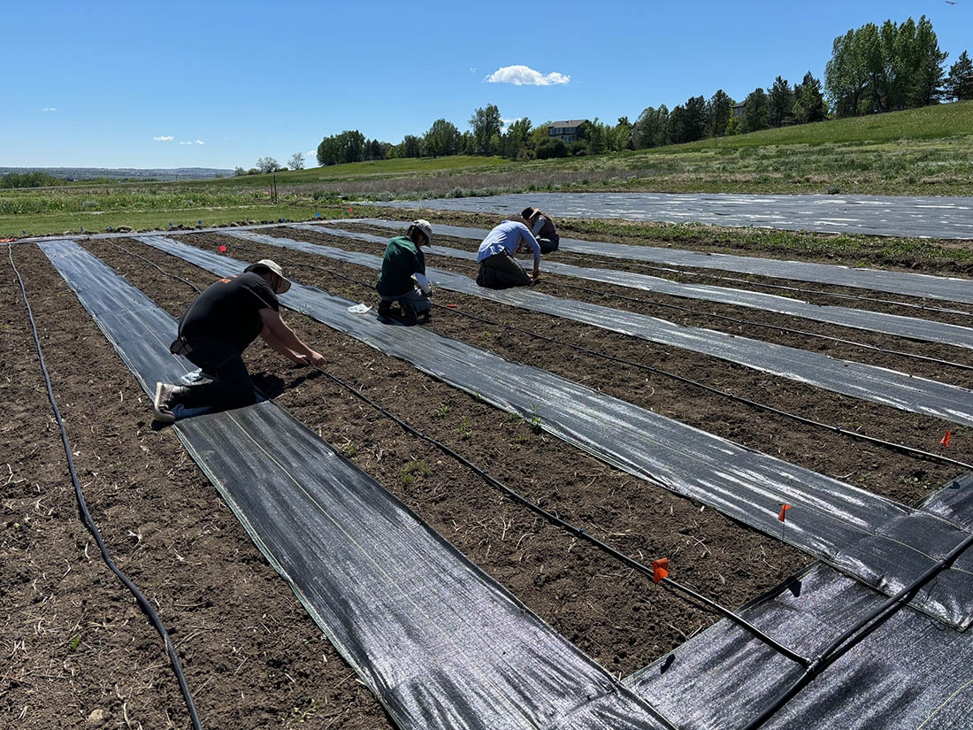 Three people kneeling to plant in rows of a garden