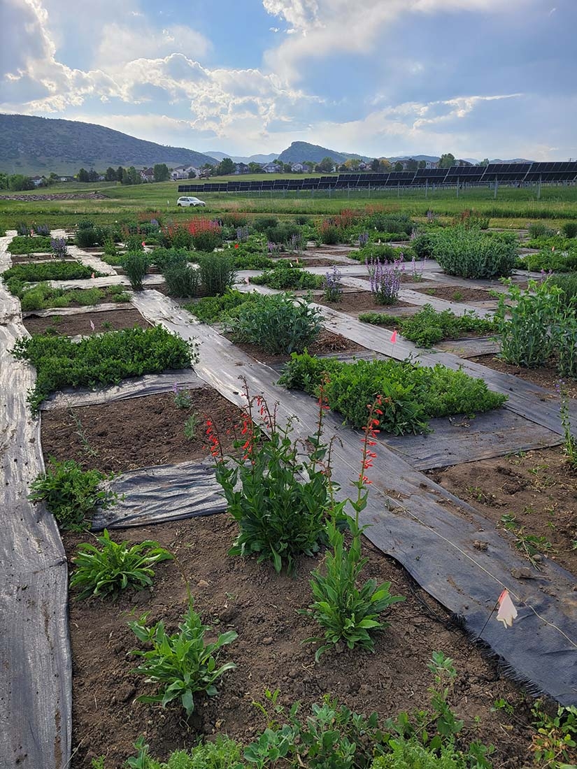 Penstemon plants in plots for experiments