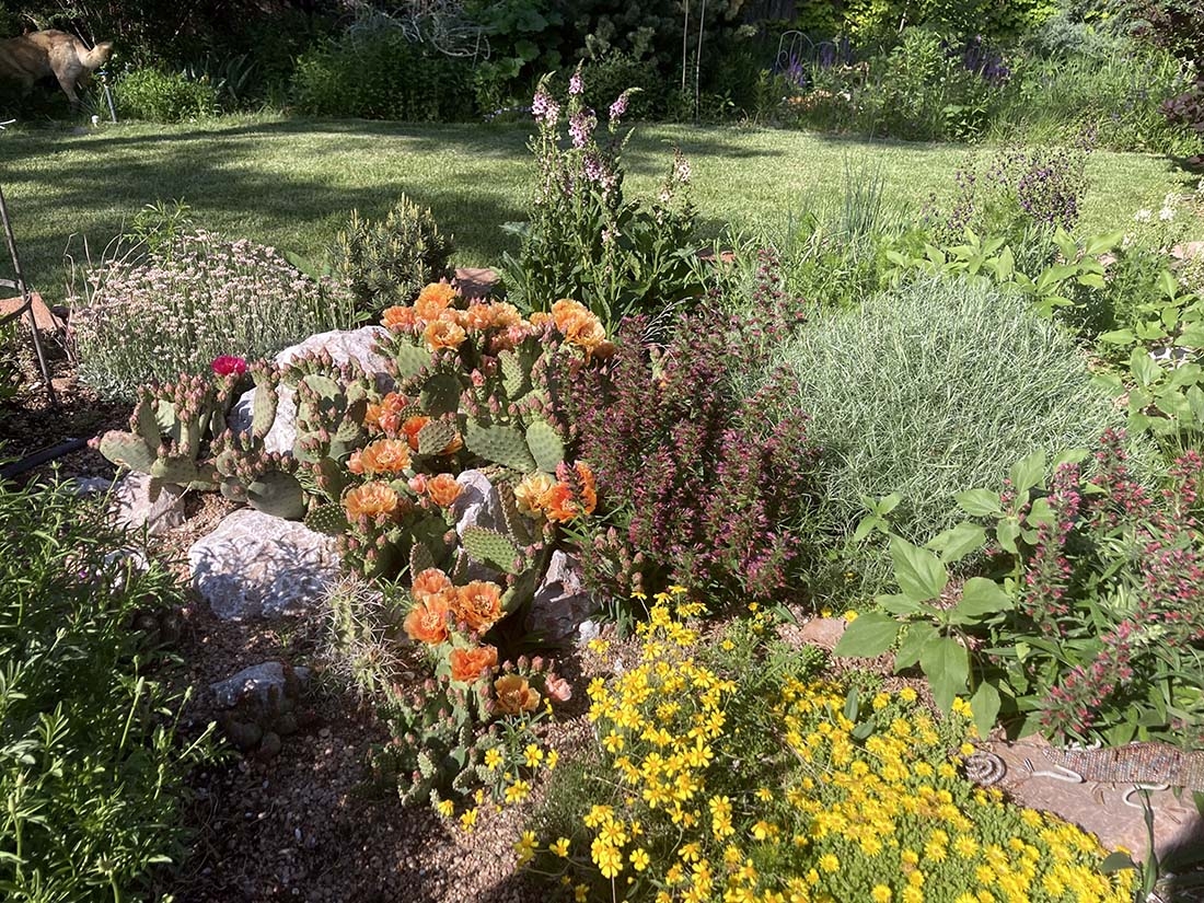 colorful plants among rocks
