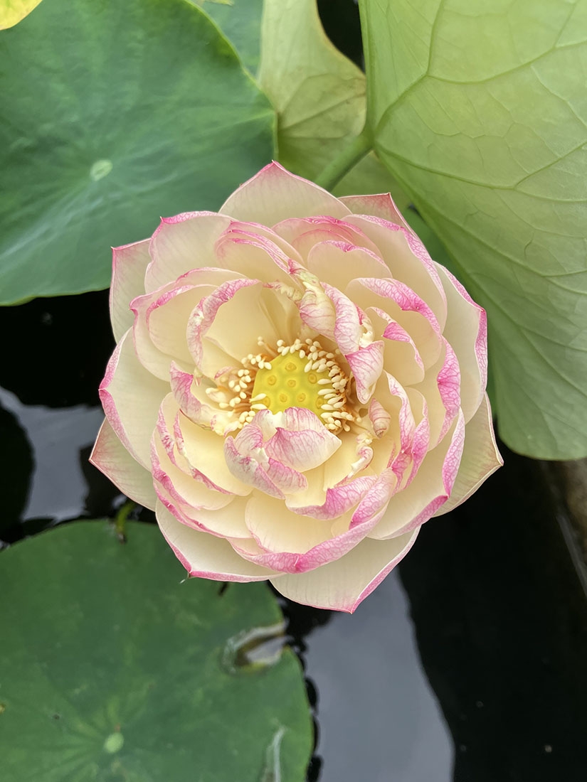 Nelumbo ‘Charming Lips’ (Lotus)
