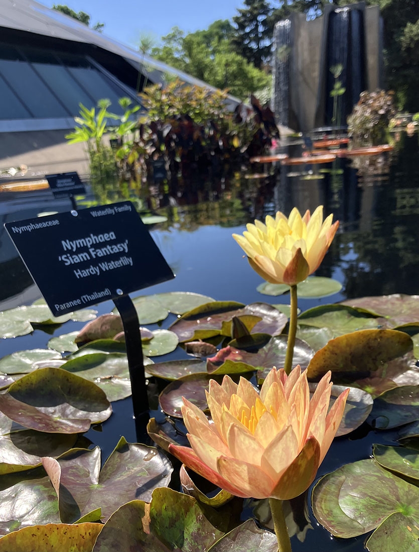 water lilies in foreground with fountain in back