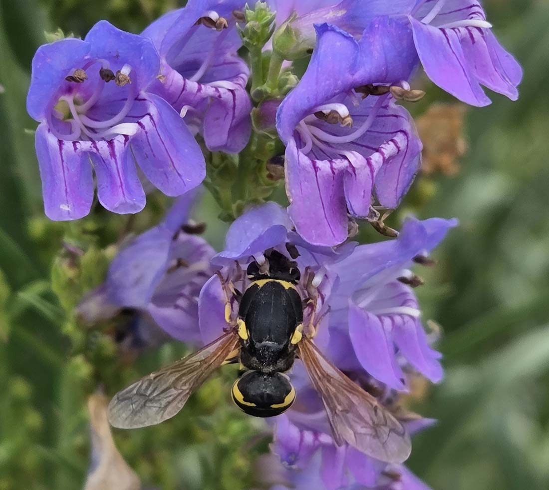 Blue-purple flowers with a black and yellow pollinator