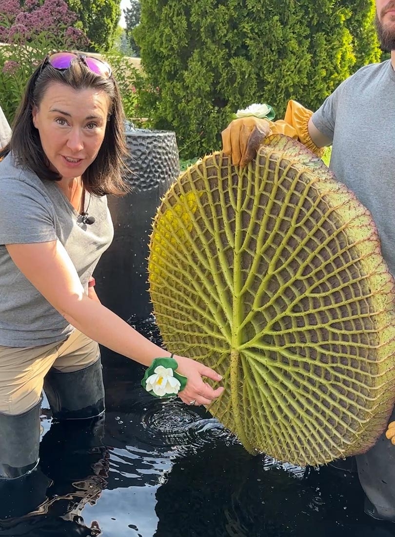 underside of a Victoria waterlily