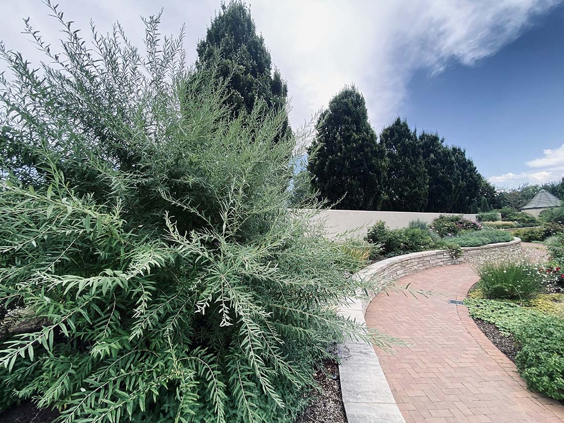 Buddleja alternifolia