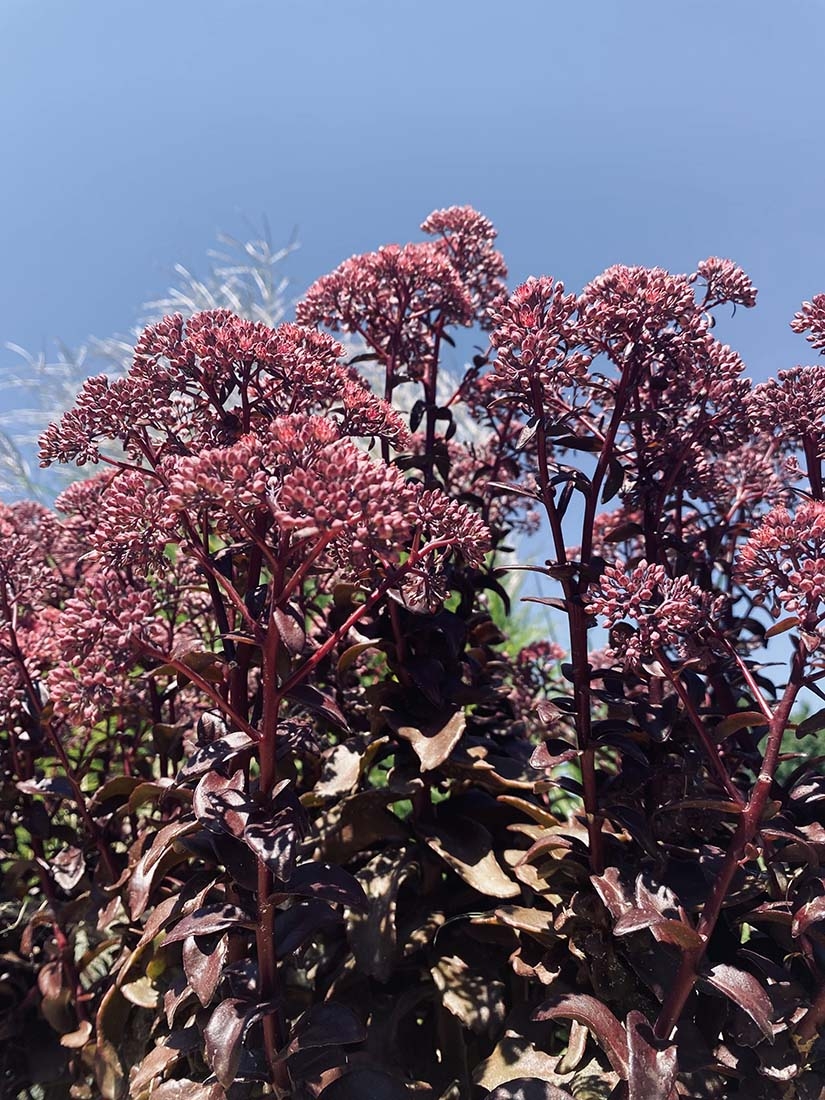 Sedum 'Dark Magic'