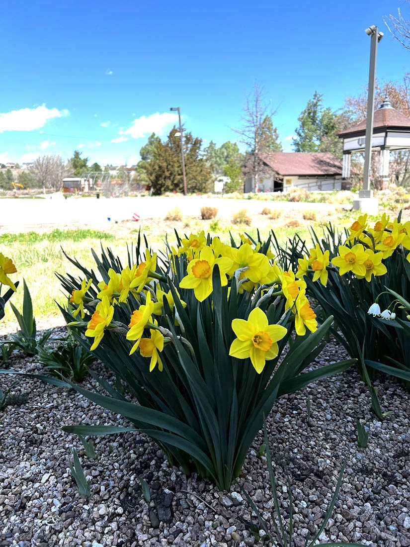 Bright yellow daffodils