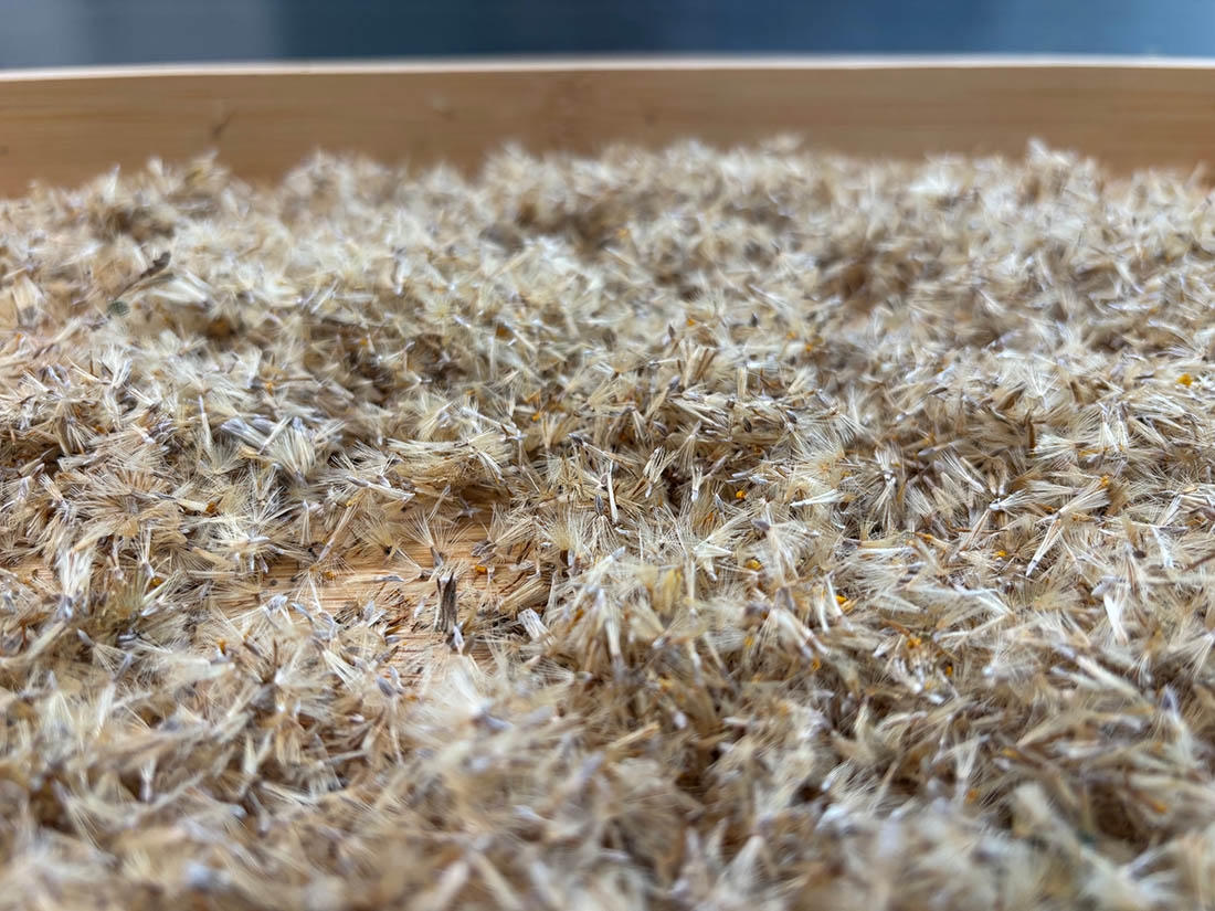 fluffy seeds on a tray