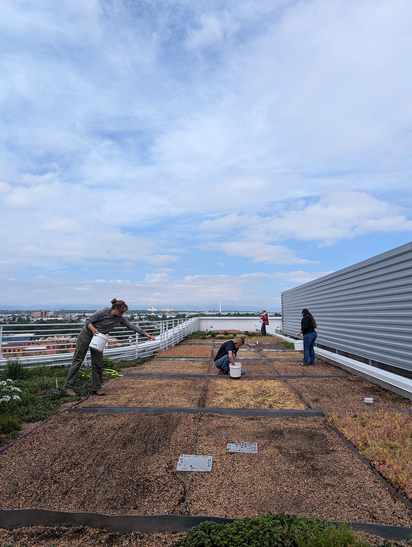 People seeding plots on a green roof