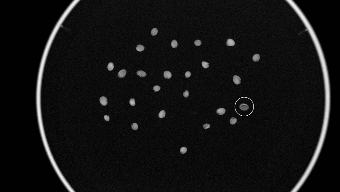 X-ray of Physaria alpina seeds, one seed in a circle